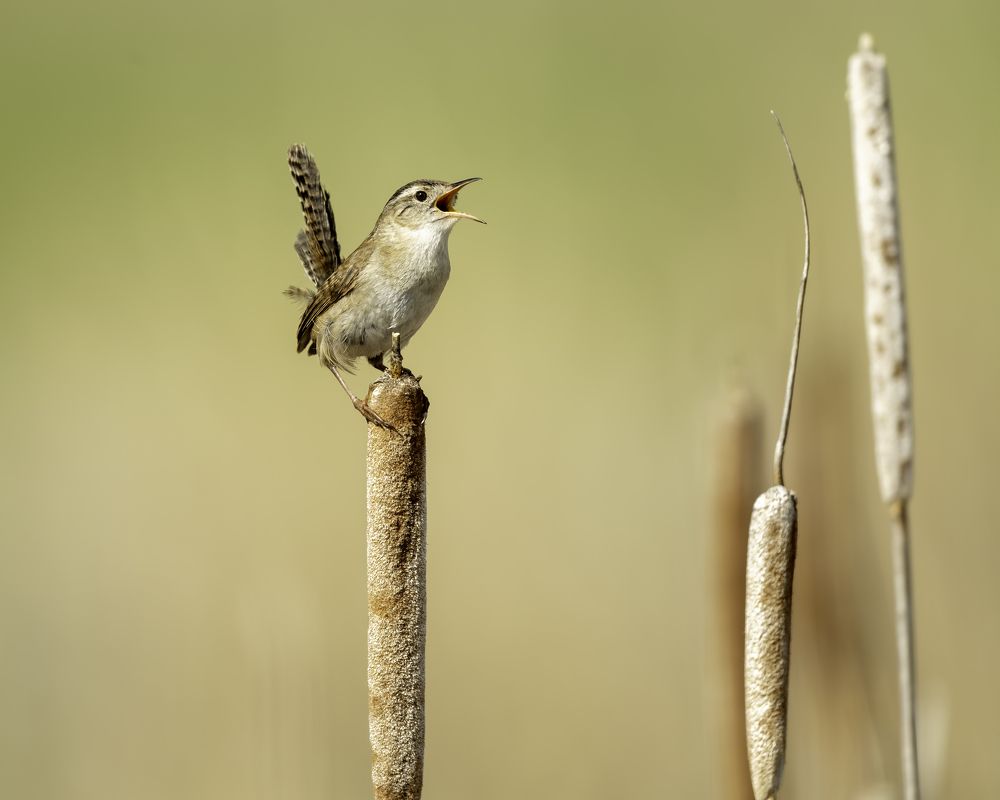Marsh Wren (Cistothorus palustris)