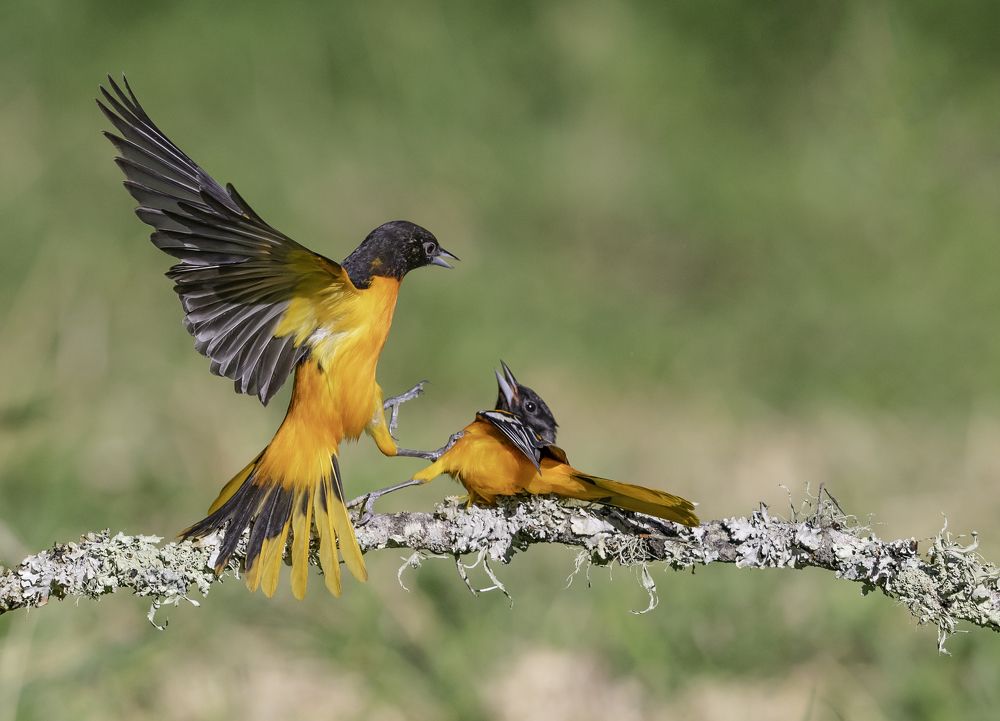 Baltimore Orioles (I. galbula)