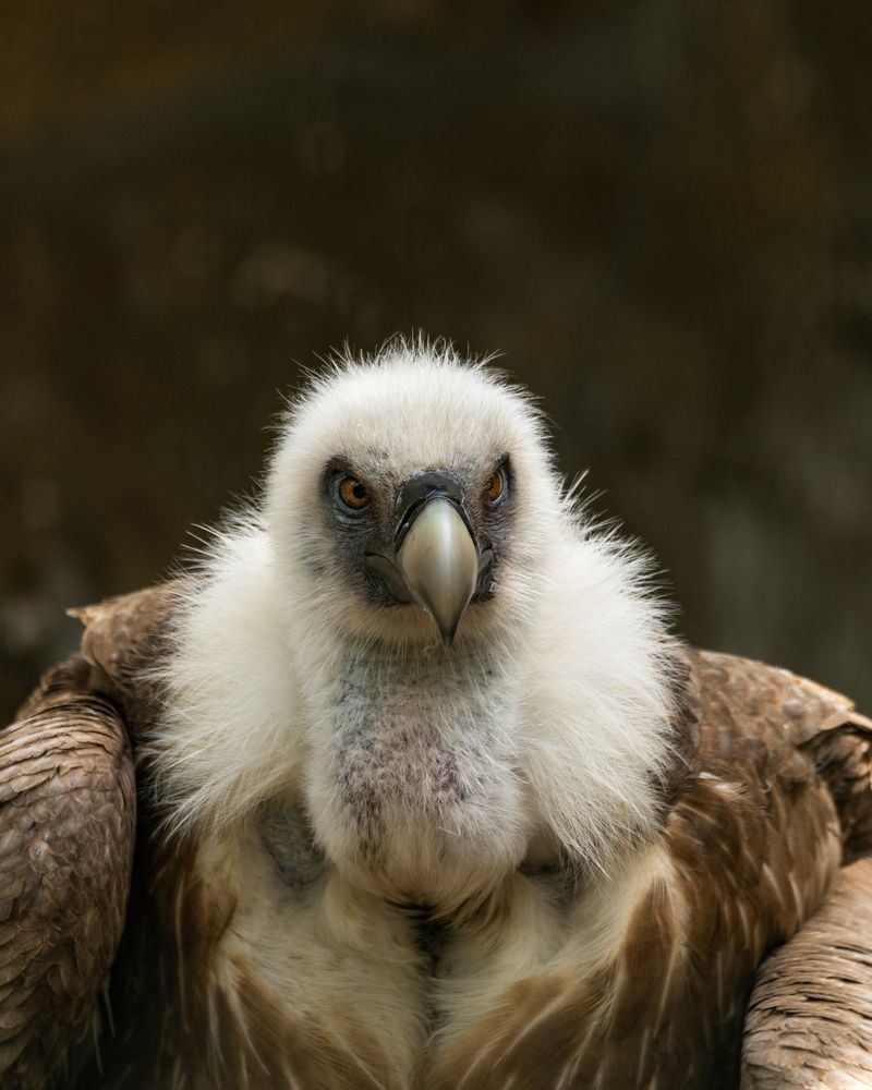 Griffon Vulture