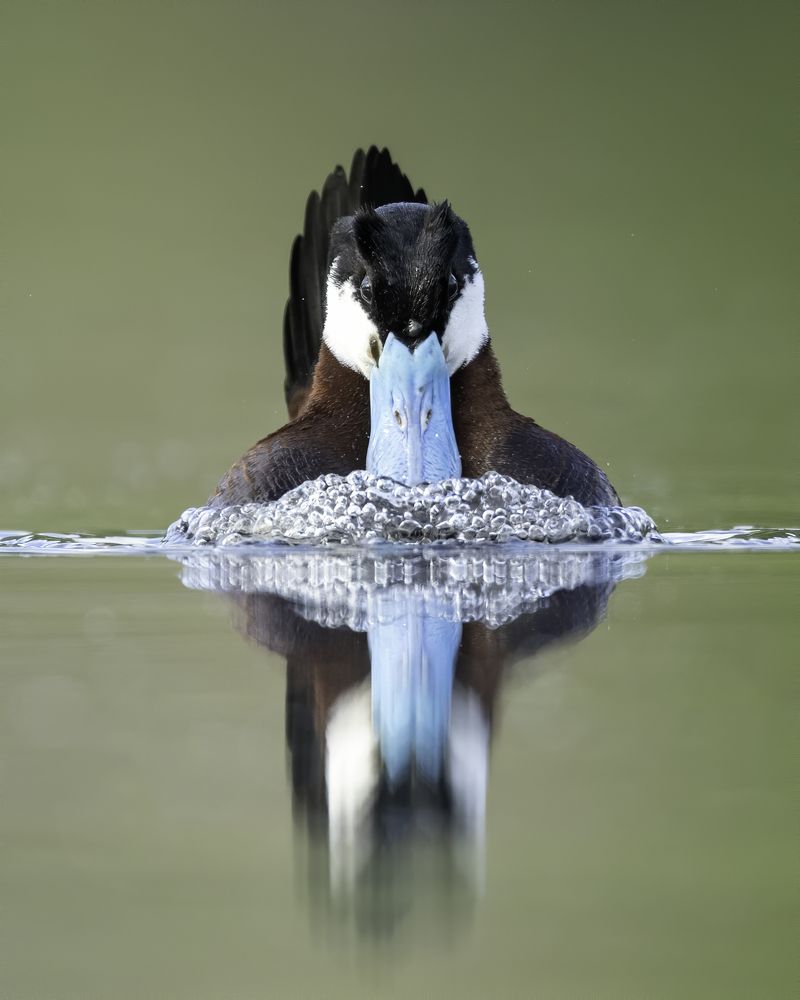 Photograph by Tom Ingram