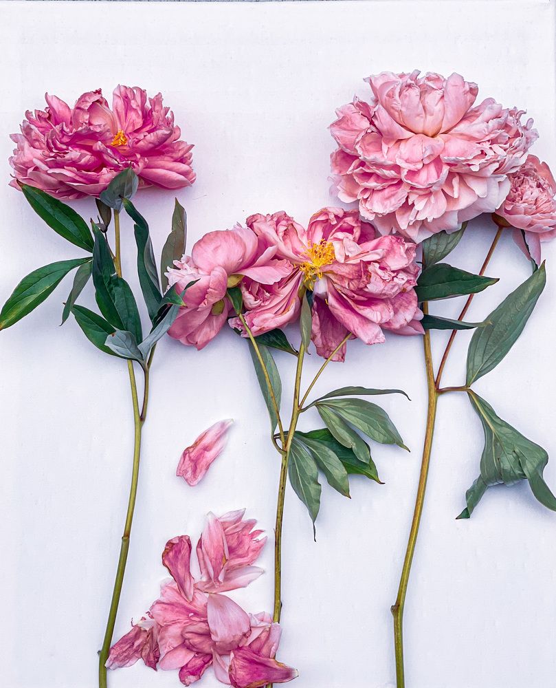 Photograph by Natalia Everatt