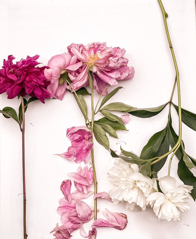 Photograph by Natalia Everatt