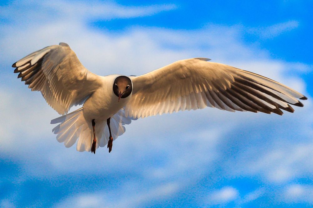 Photograph by Chic.chiquitita