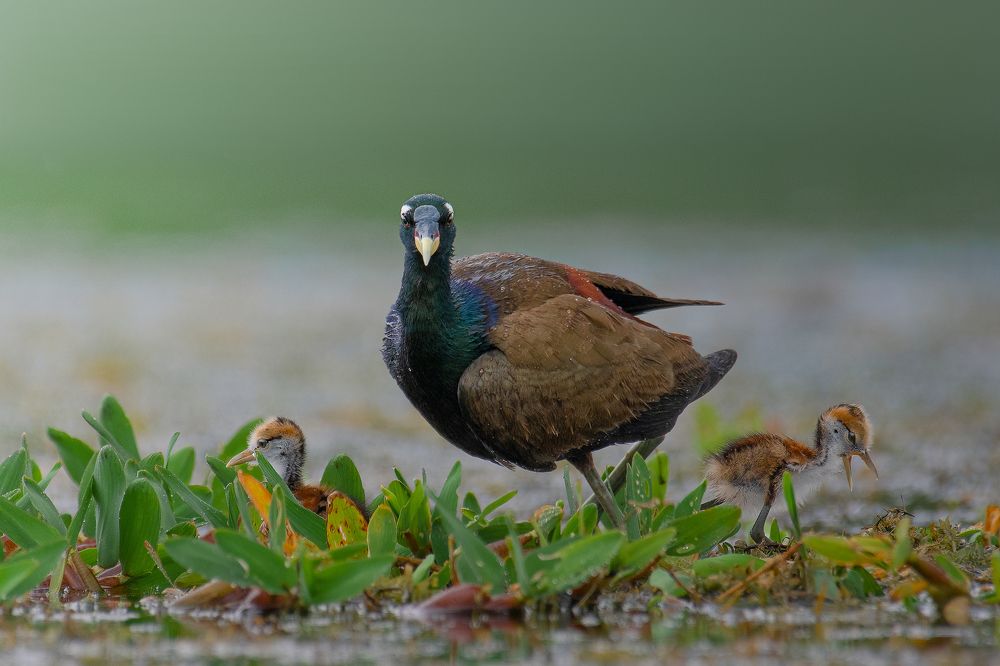 Photograph by Agnibho Saha