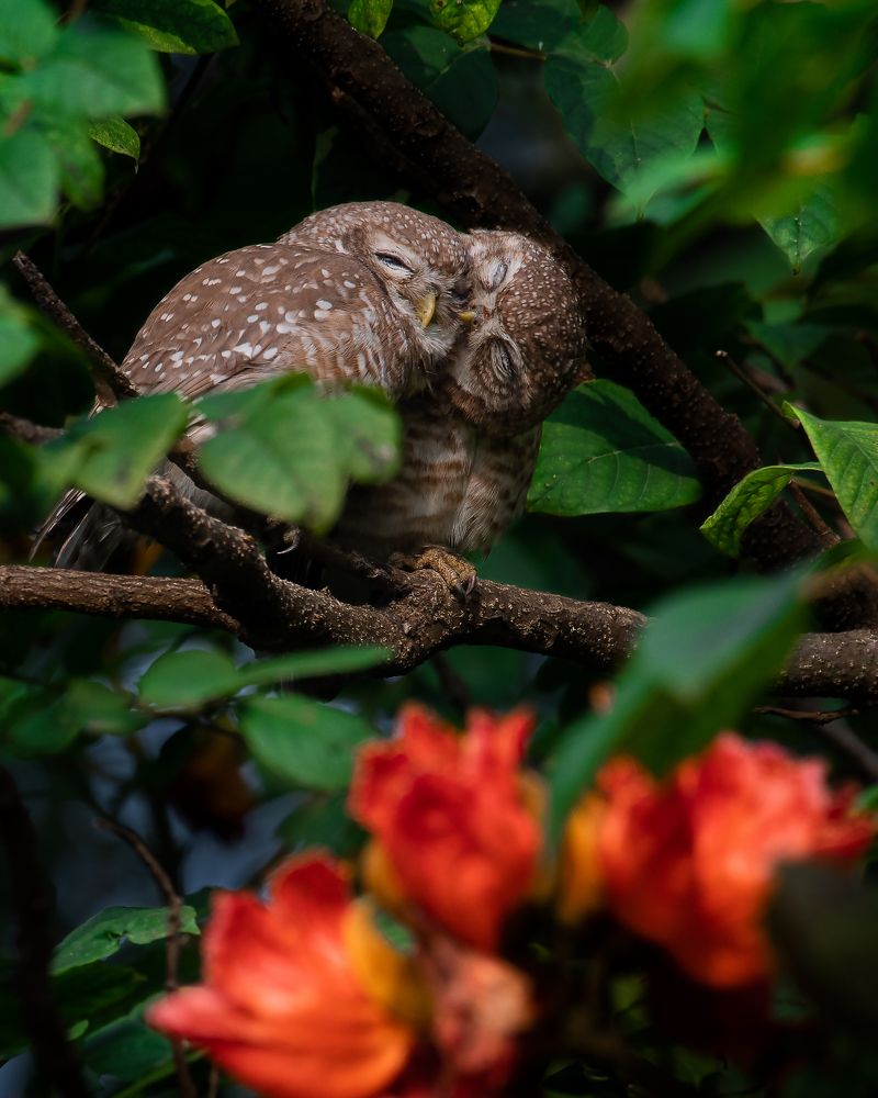 Photograph by Agnibho Saha