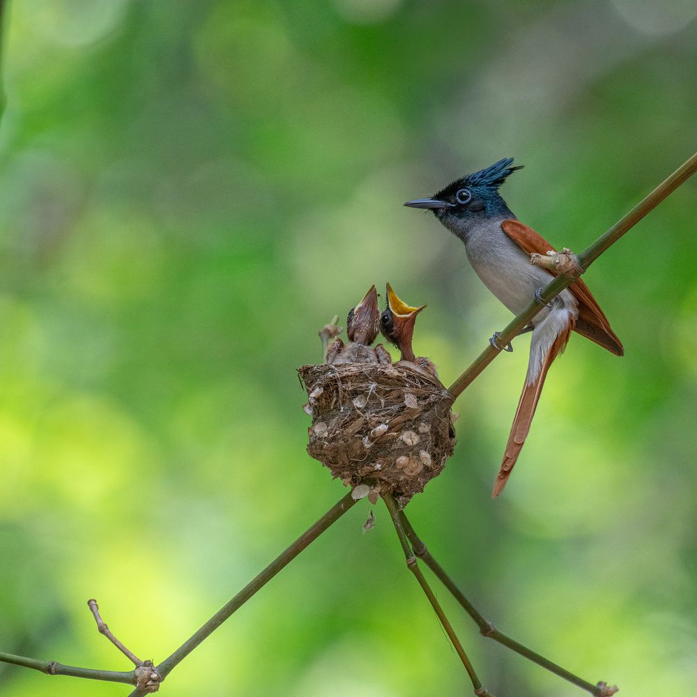 Photograph by Agnibho Saha