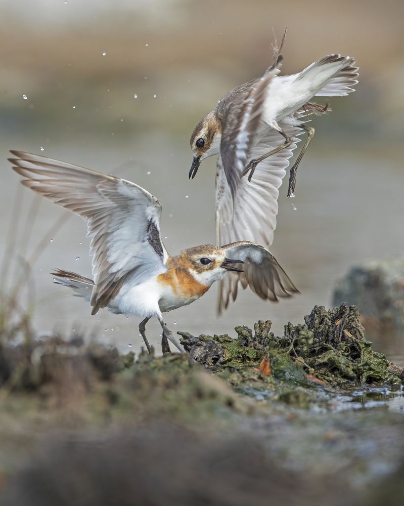 Plover play