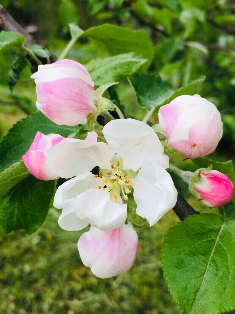 Photograph by Антонина Михалёва