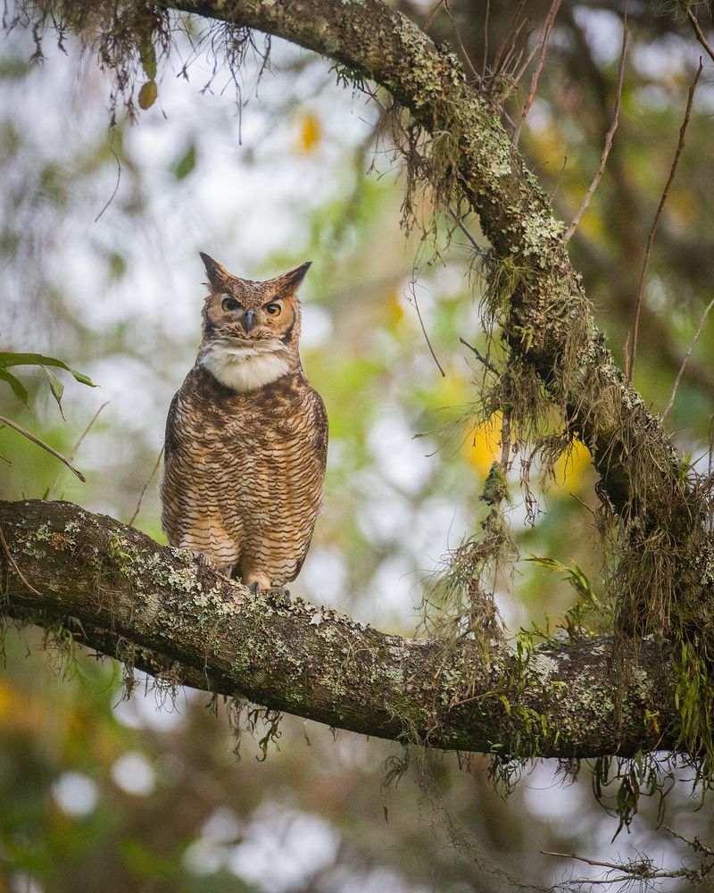 Great Horned Owl