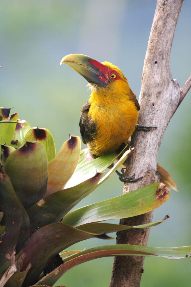 Saffron Toucanet