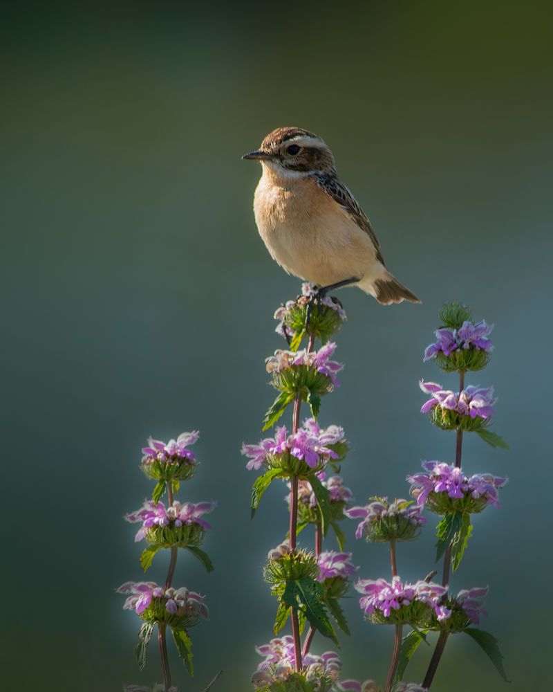 Photograph by Людмила Железнова