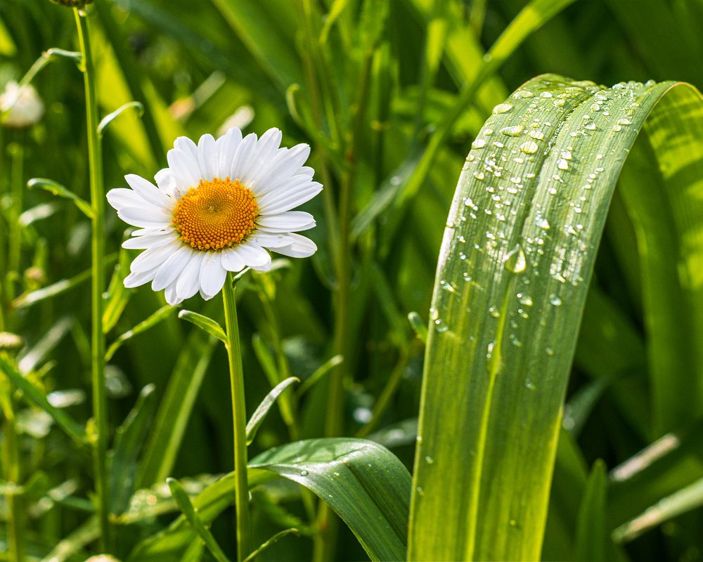 Photograph by Sergey L