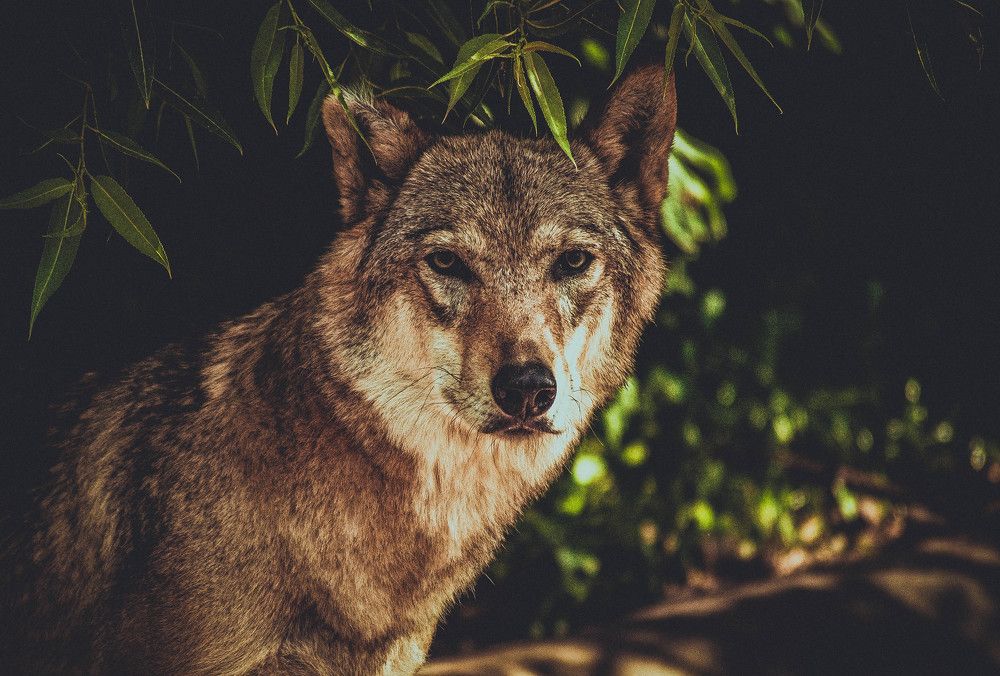 Photograph by Александр Раков