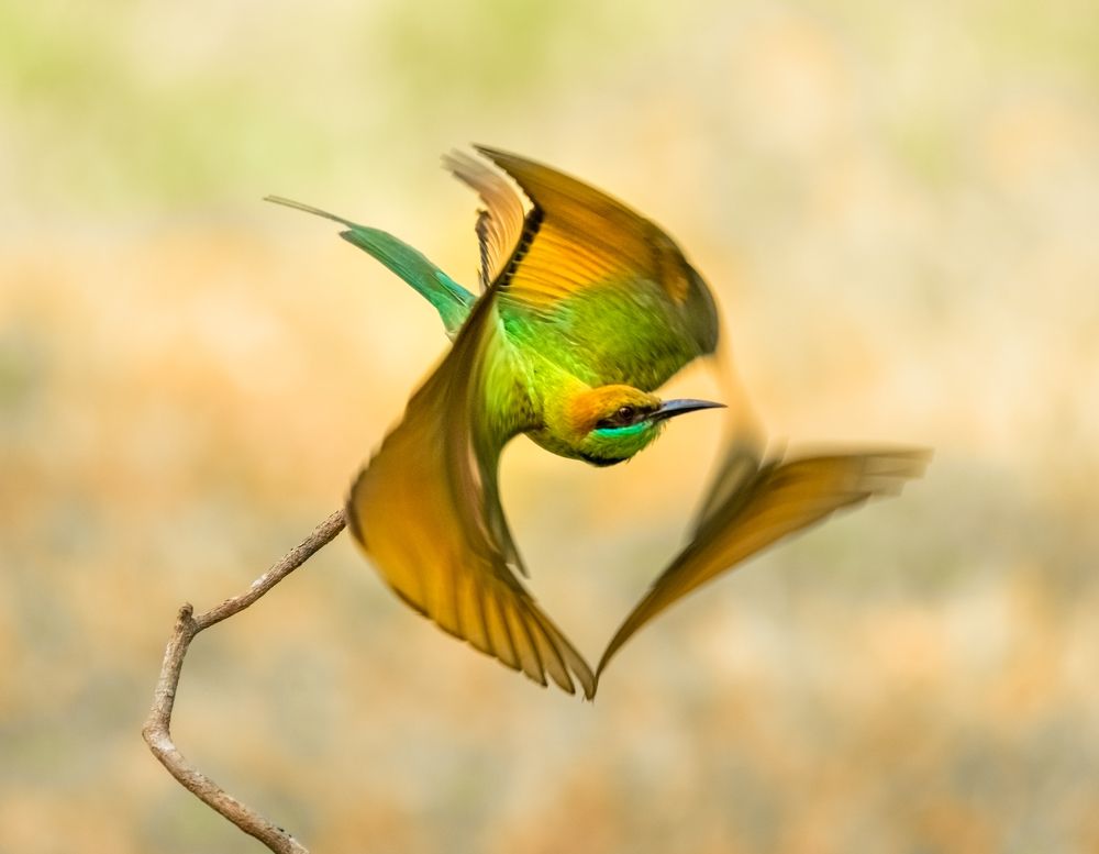 Photograph by Lê Huy Anh