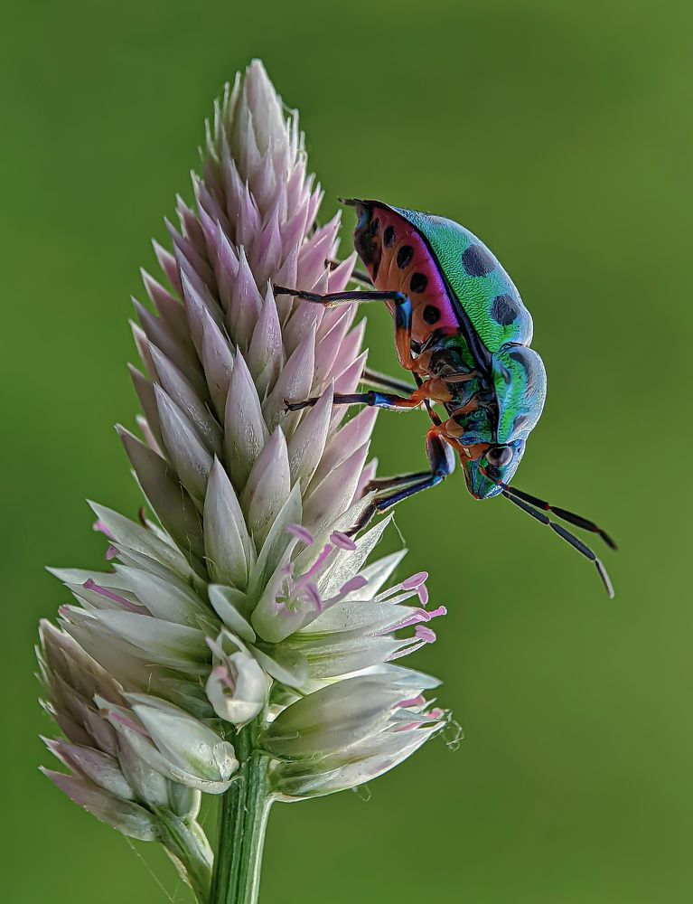 Фотография автора ISLAM SK RIYAJUL