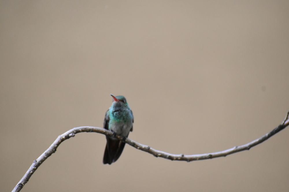 Photograph by Virginia Azocar