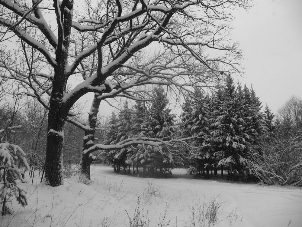 Фотография автора Клавдия Васильева