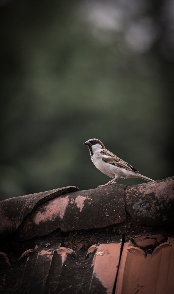 Photograph by Sathwiram