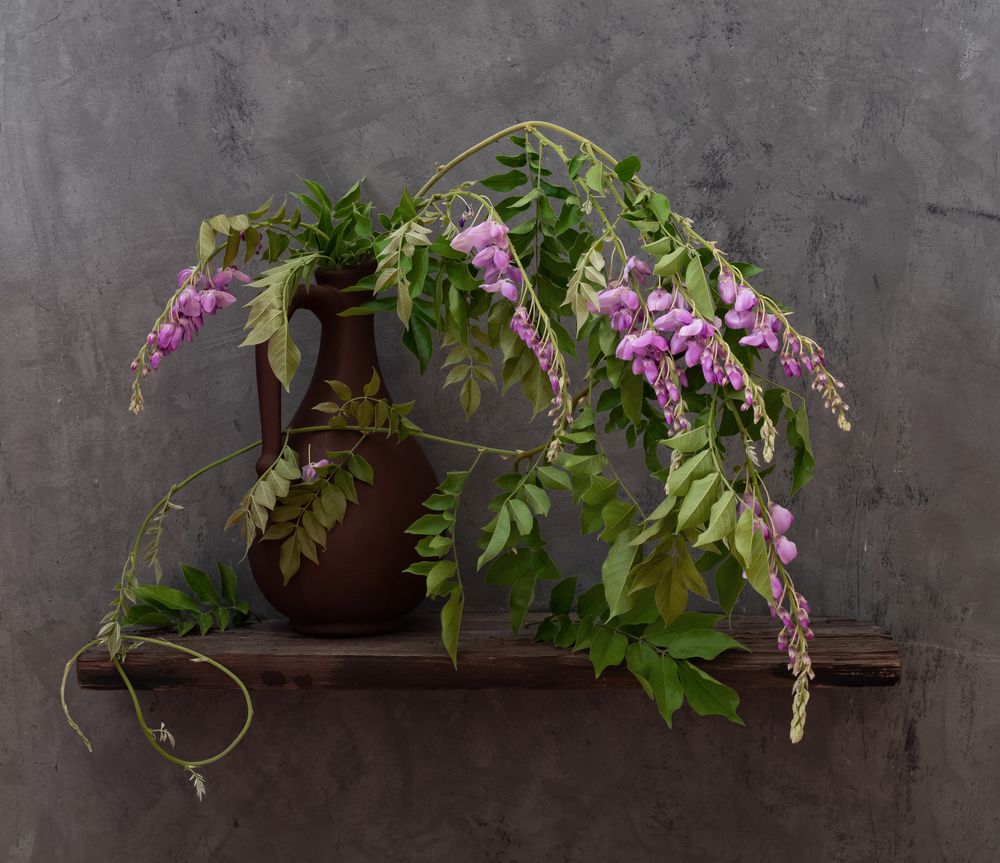 Глициния летом