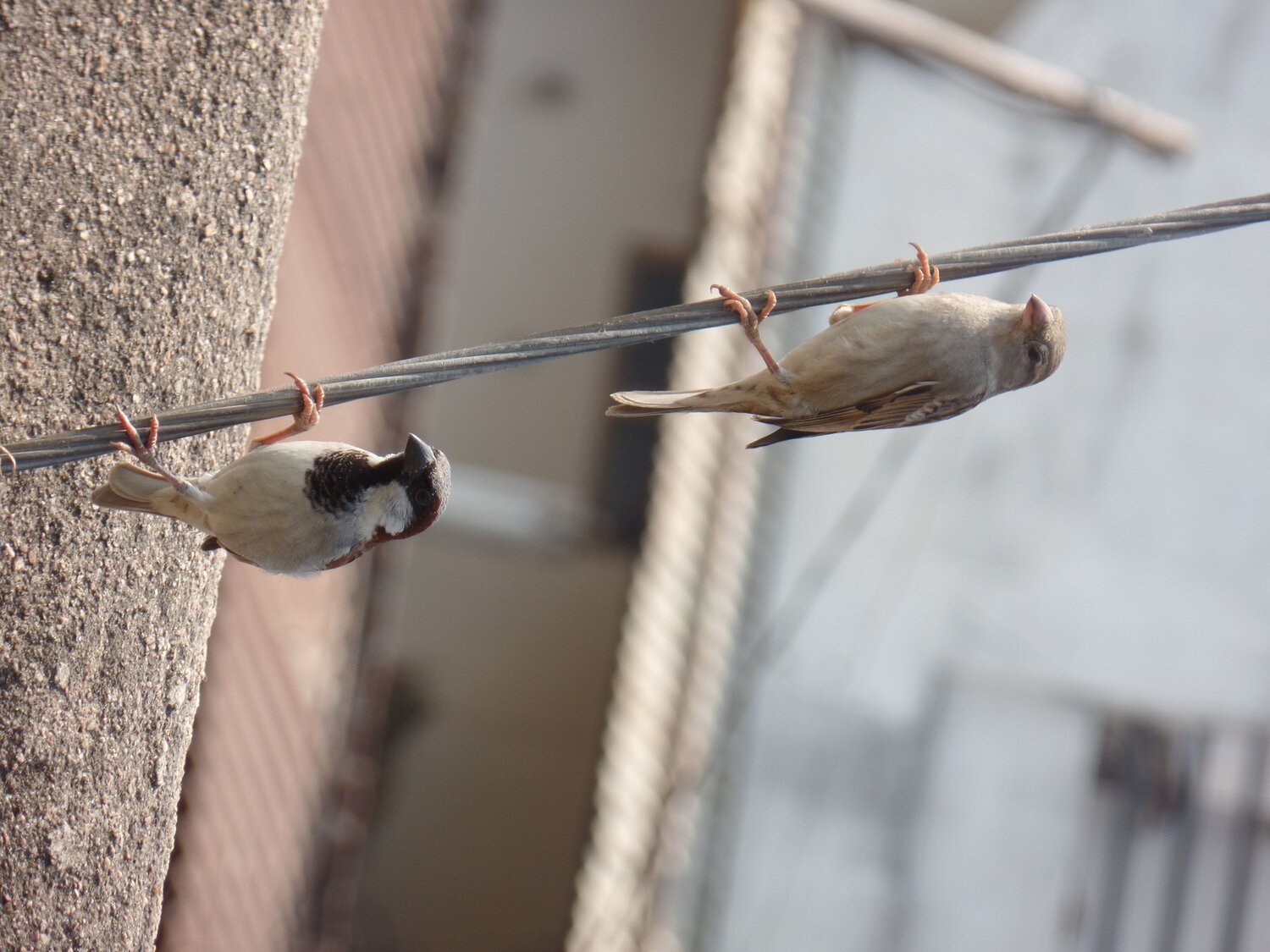Photo #7766345