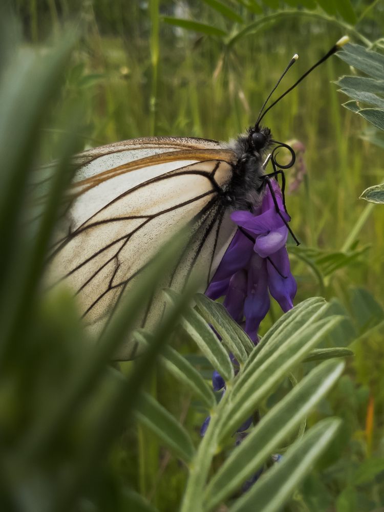 Фотография автора Aleksandr Kadyshev