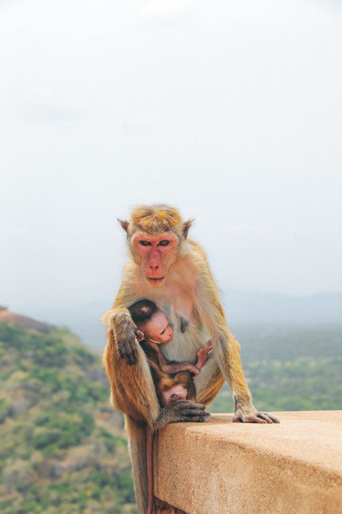 Photograph by Hemsith Meepage