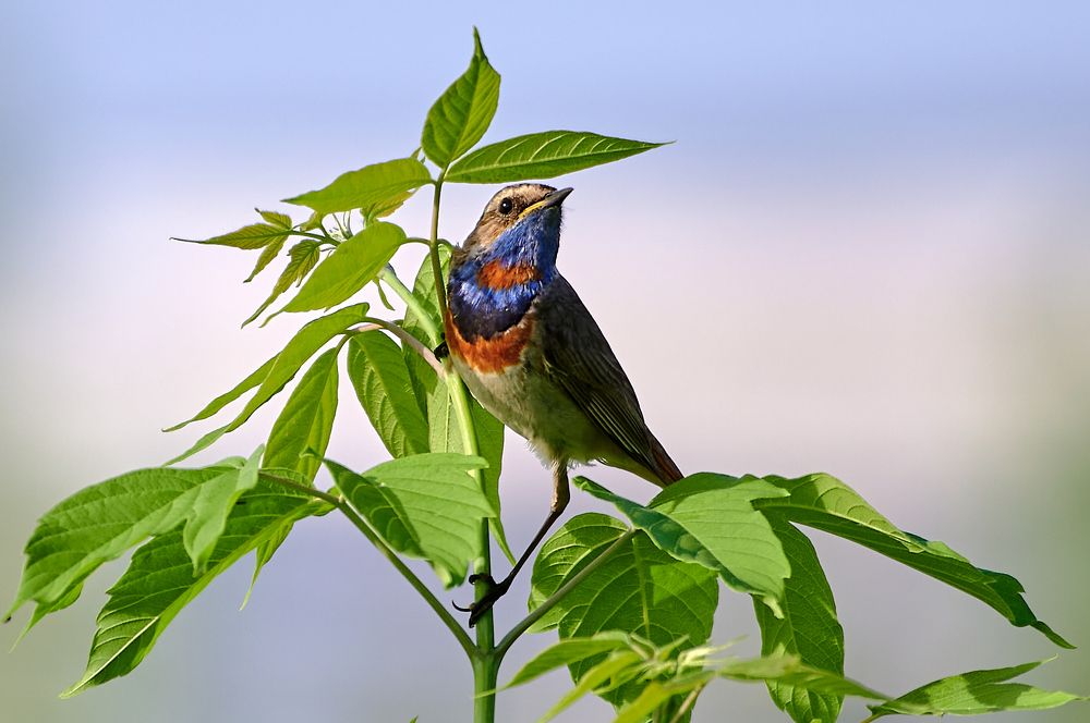 Photograph by Фатыхов Динар