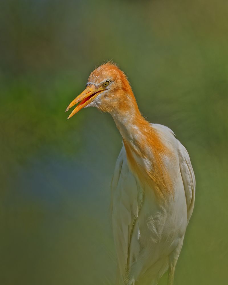 Photograph by RAJESH MAHAJAN