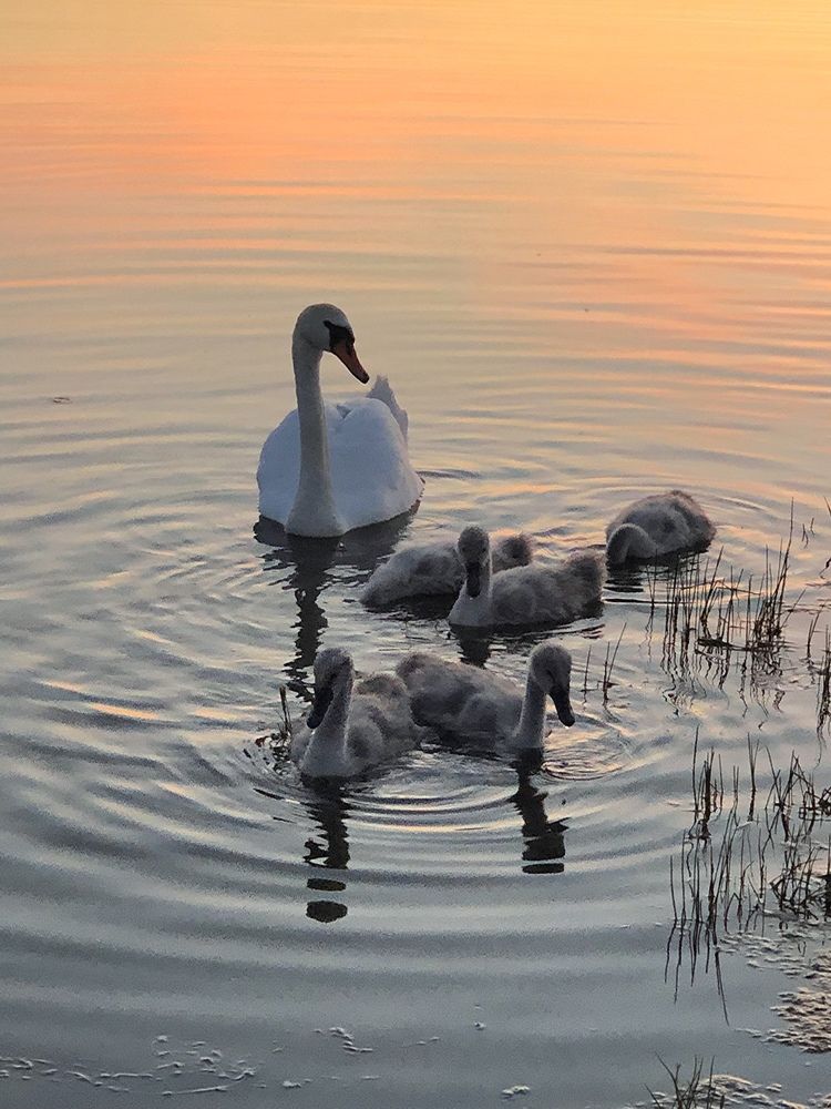 Photograph by Halina Mitsevich