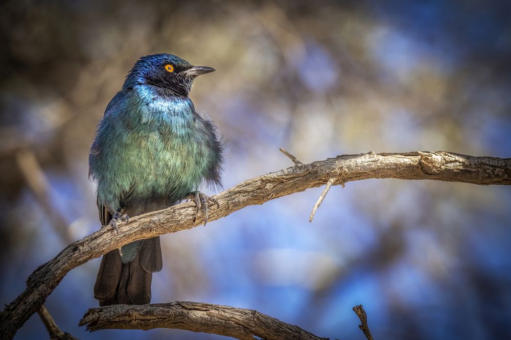 Photograph by Jose Pedrero Barrios