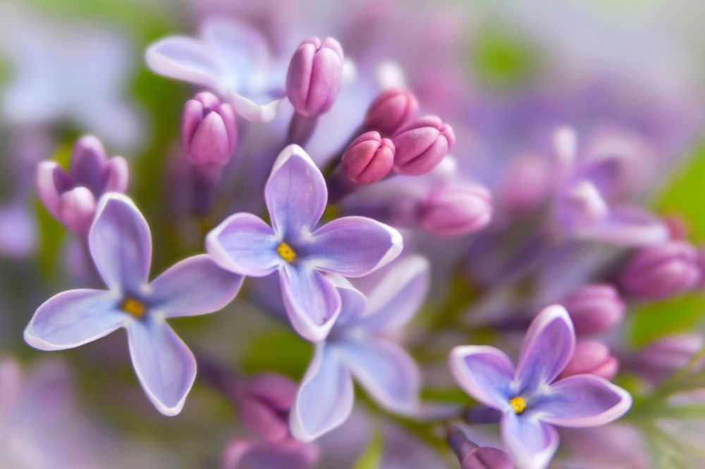 Photograph by Елена