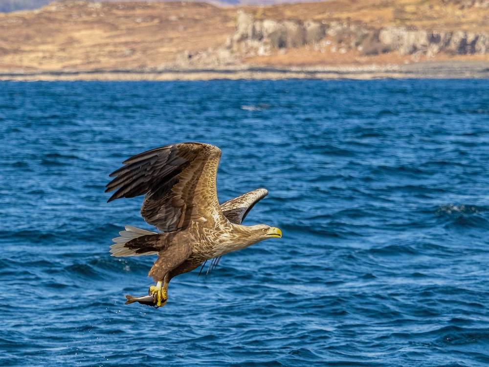 White tailed eagle