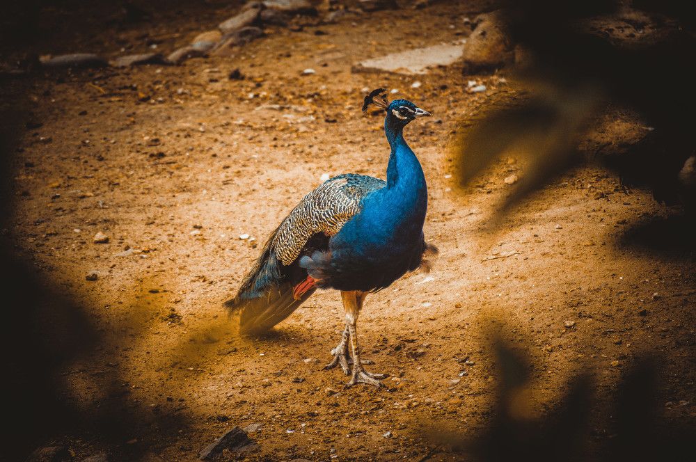 Photograph by Александр Раков