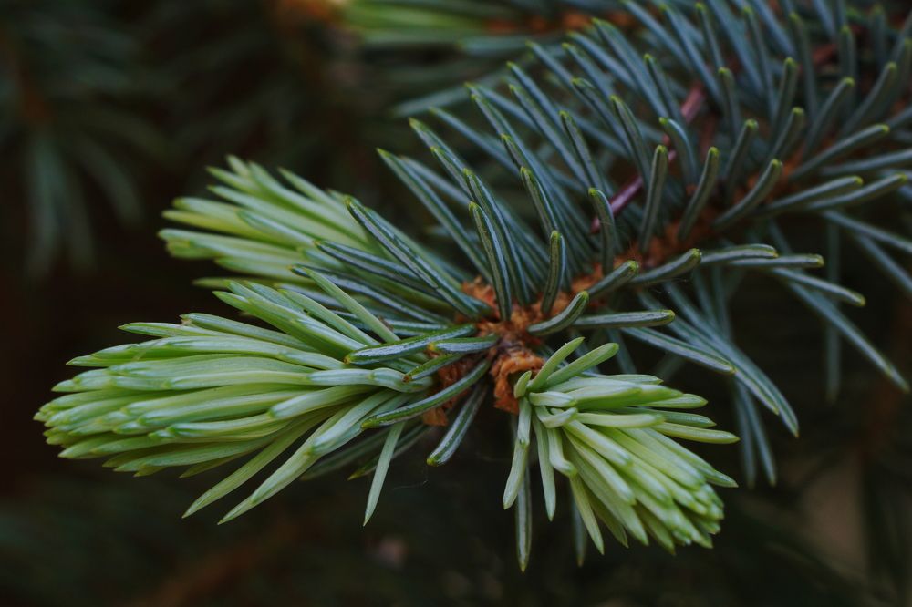 Photograph by Viktoria Vavilkina