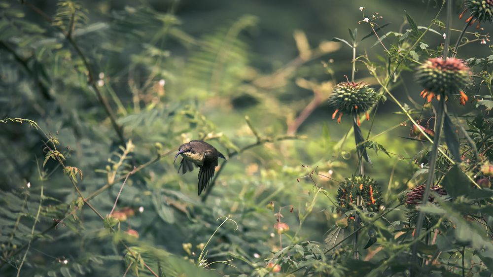 Photograph by Chanaka