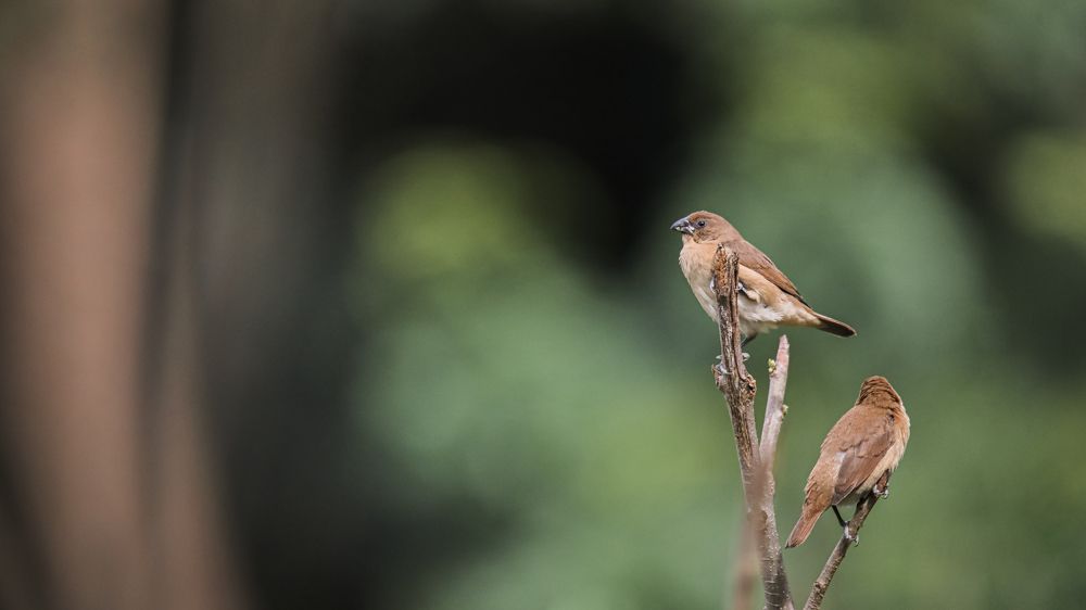 Photograph by Chanaka