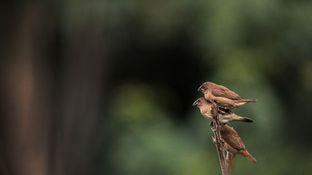 Photograph by Chanaka