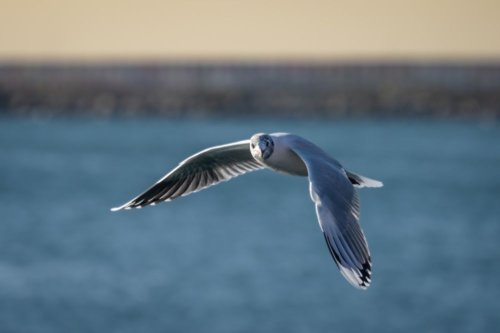 Photograph by antonio Solimeno