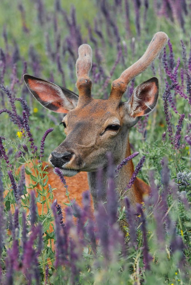 Photograph by Михаил Фролов