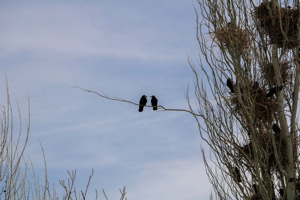 Photograph by نرگس لیمویی