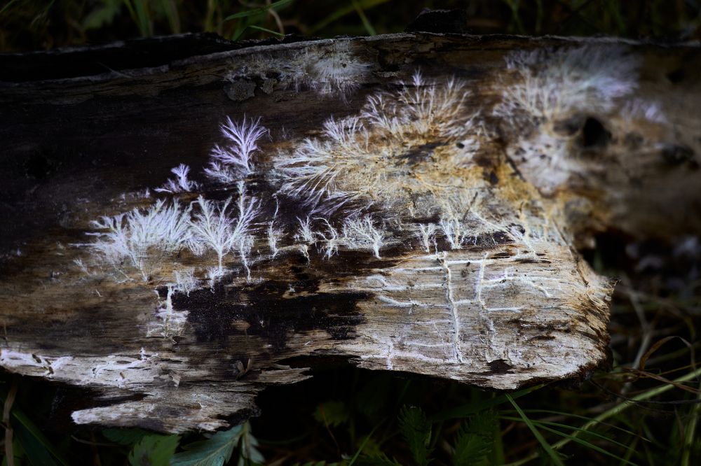 Фотография автора Игорь Игоревич