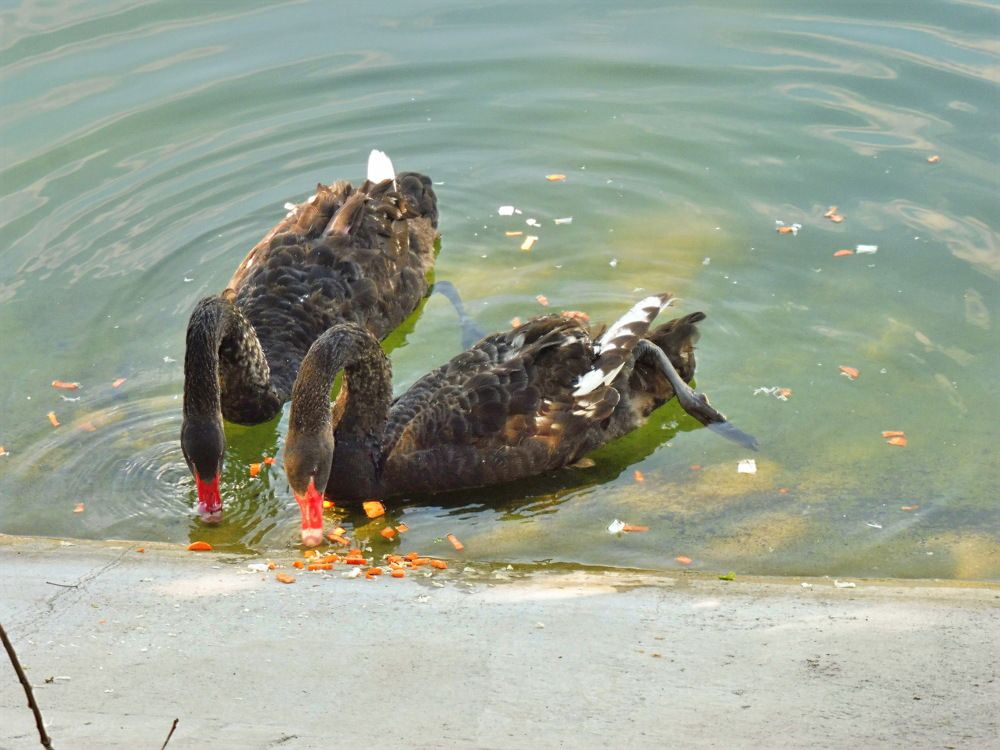 Фотография автора Клавдия Васильева