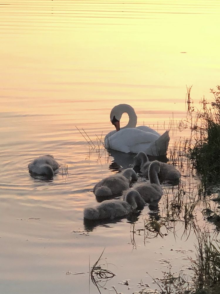 Photograph by Halina Mitsevich