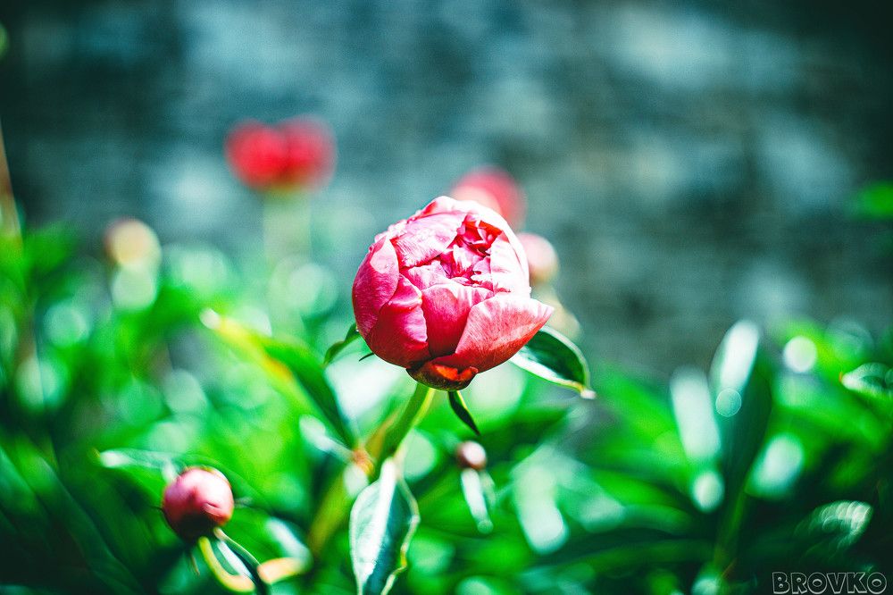 Photograph by Дмитрий Бровко