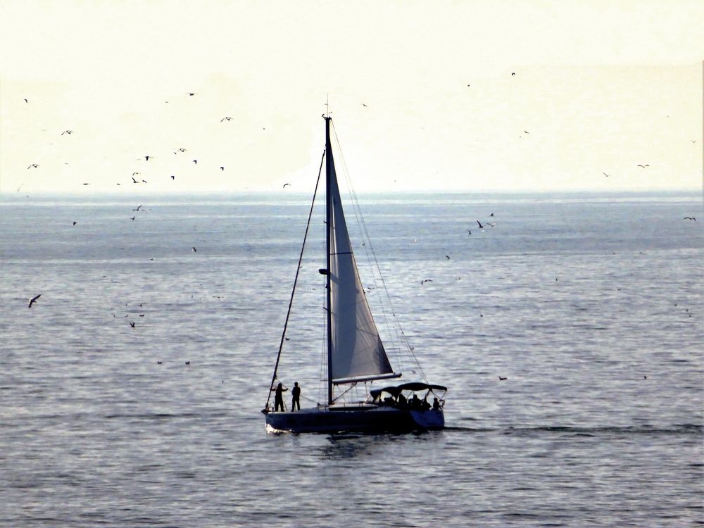 Sailing with birds