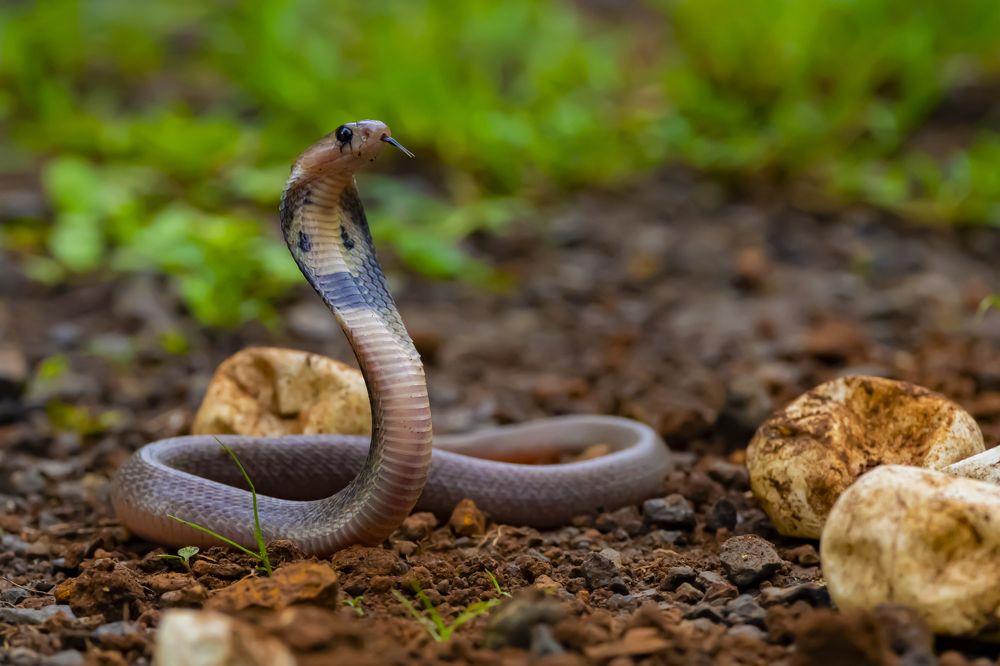 Photograph by Sameer Bhalekar