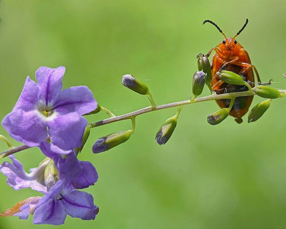 Фотография автора Ramprasad Das