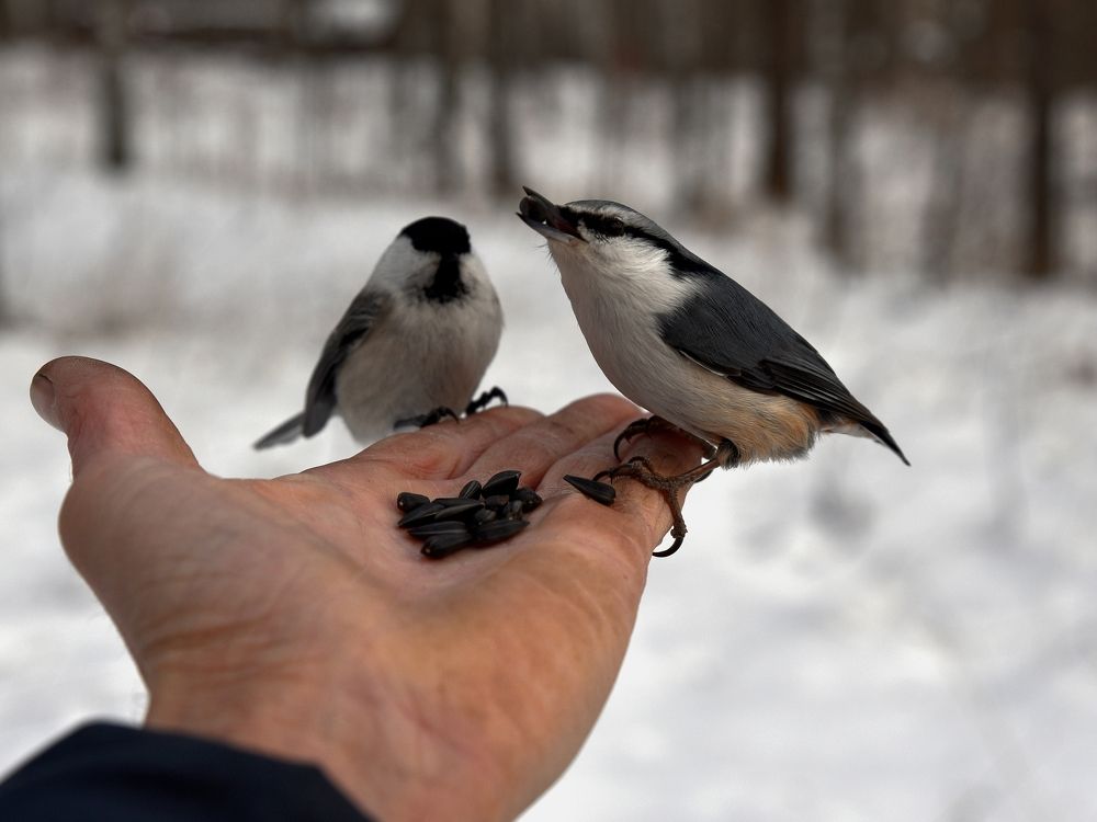 Фотография автора Сергей Чесноков