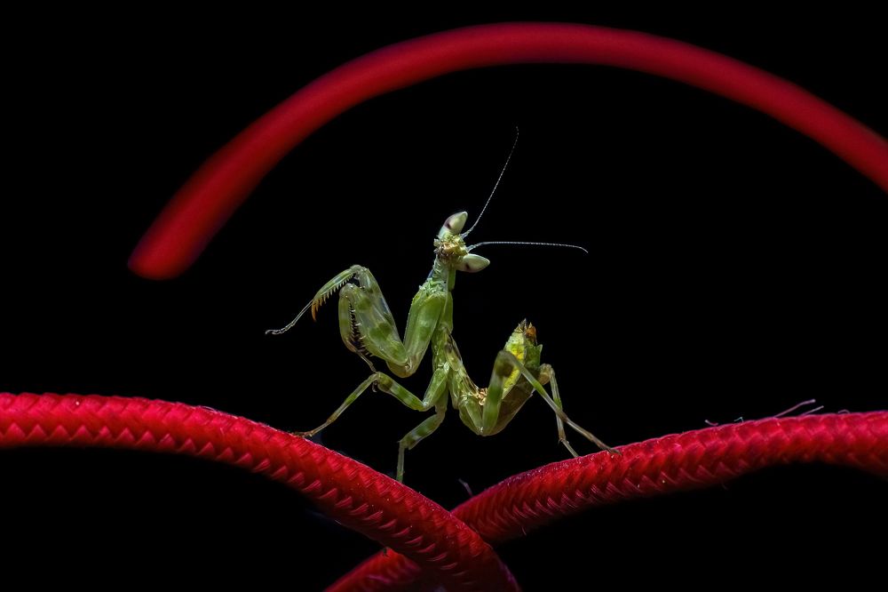 Фотография автора NeCoTi ChonTin