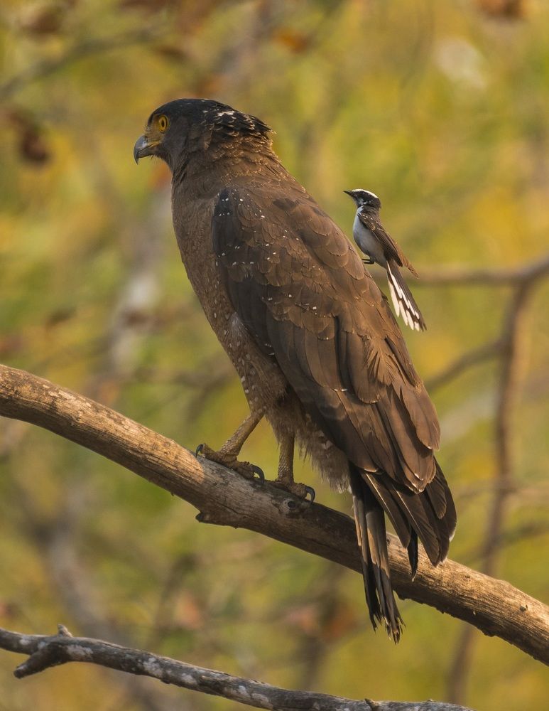 Photograph by Gajendra Bawane